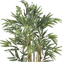 3ft. Potted Bambusa Bamboo Tree