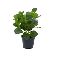 Green Plastic Traditional Artificial Foliage, 10" x 7" x 13"