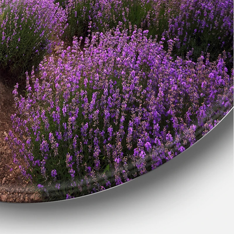 Designart - Lavender Field At Dawn III