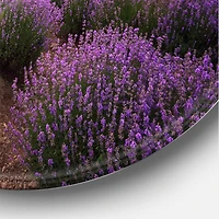 Designart - Lavender Field At Dawn III