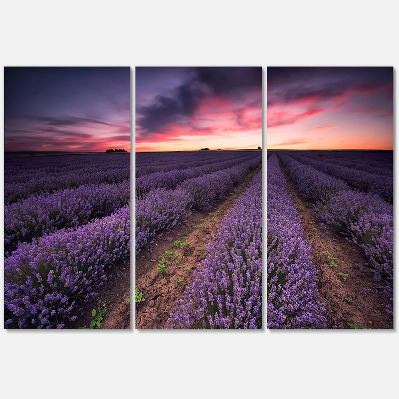 Designart - Sunrise & Dramatic Clouds Over Lavender Field IX