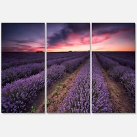 Designart - Sunrise & Dramatic Clouds Over Lavender Field IX