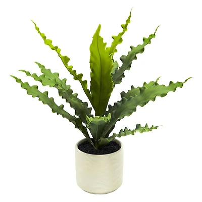 14" Java Fern in Wavy White Ceramic Pot by Ashland®