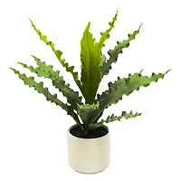 14" Java Fern in Wavy White Ceramic Pot by Ashland®
