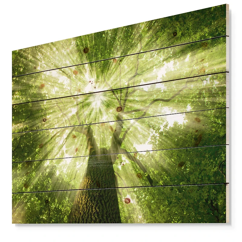 Designart - Sunlight Peeking through Green Tree
