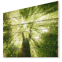 Designart - Sunlight Peeking through Green Tree
