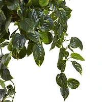 3ft. Pothos Hanging Basket