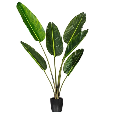 4ft. Potted Travellers Palm Tree