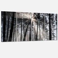 Designart - Sunbeams through Black White Forest