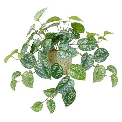 11" Silver Satin Pothos in Ceramic Pot by Ashland®