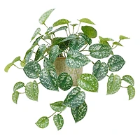 11" Silver Satin Pothos in Ceramic Pot by Ashland®
