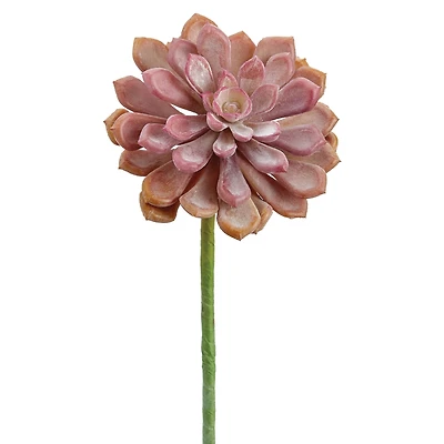 Soft Touch Coral Baby Aeonium Pick