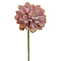 Soft Touch Coral Baby Aeonium Pick 
