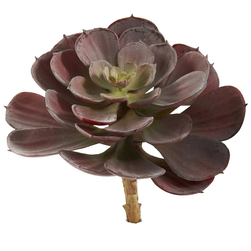 Burgundy Echeveria Succulent Pick, 12ct.