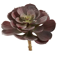 Burgundy Echeveria Succulent Pick, 12ct.