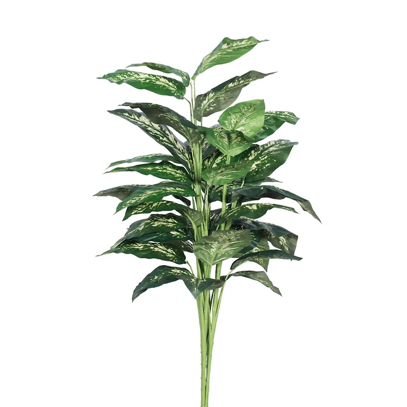 3ft. Green & White Diffenbachia Plant