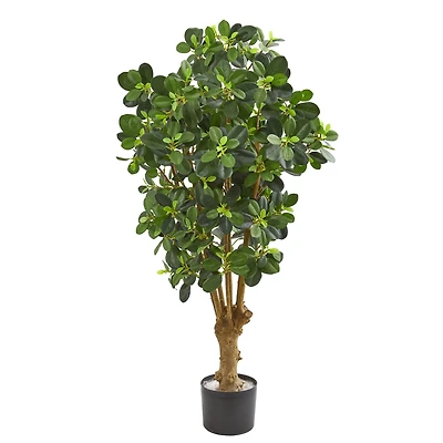 3ft. Potted Panda Ficus Tree