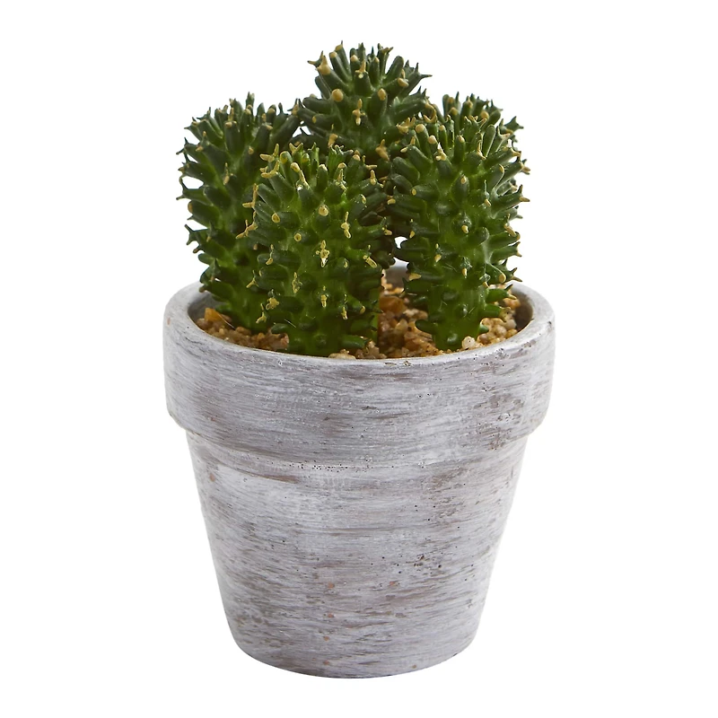 8" Assorted Potted Cactus Plant, 3ct.