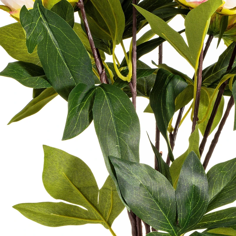 Cream & Pink Peony Bush