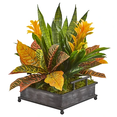 18" Bromeliad, Croton & Snake Plant in Decorative Tray 
