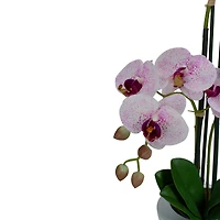 21" Pink & White Orchid Plant in White Pot