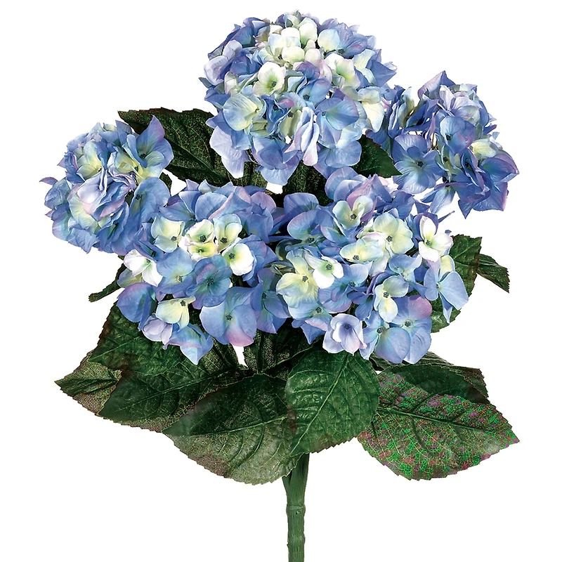 Blue & White Hydrangea Bush