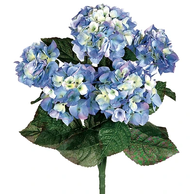 Blue & White Hydrangea Bush
