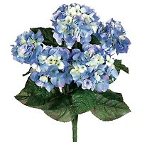 Blue & White Hydrangea Bush