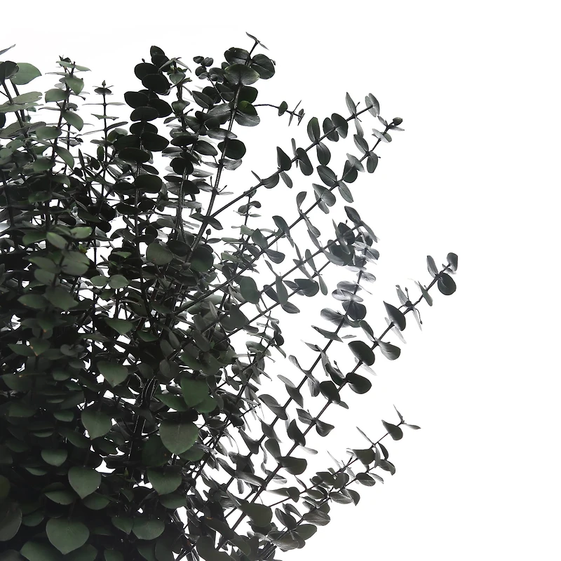 Dark Green Dried Eucalyptus Bundle by Ashland