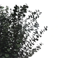 Dark Green Dried Eucalyptus Bundle by Ashland