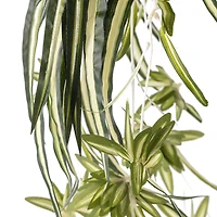 12 Pack: Light Green Variegated Spider Bush by Ashland®