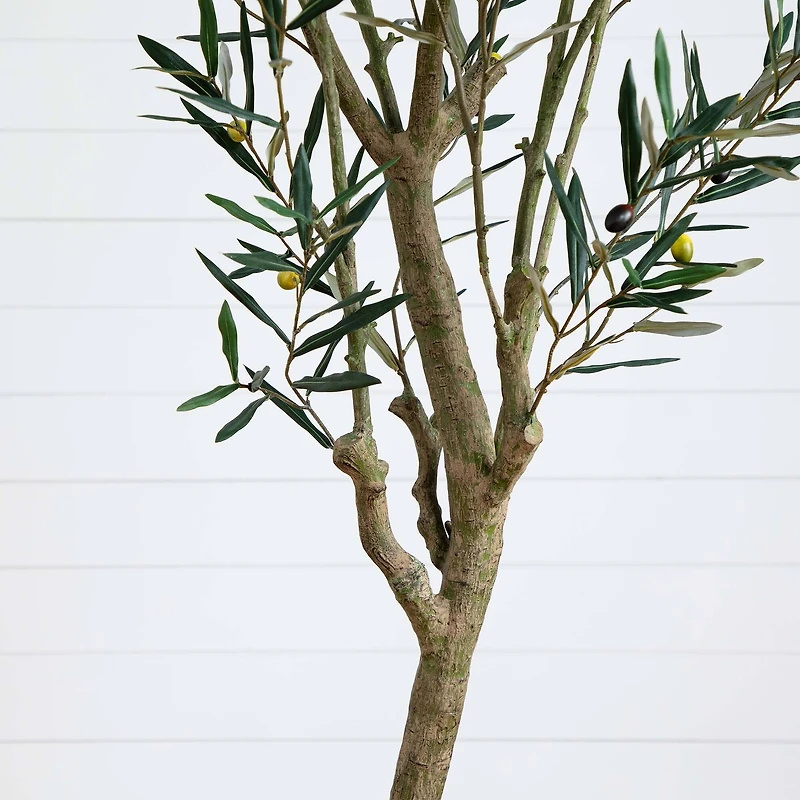 7ft. Potted Greco Olive Tree