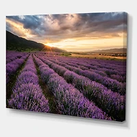 Designart - Sunrise & Dramatic Clouds Over Lavender Field VI