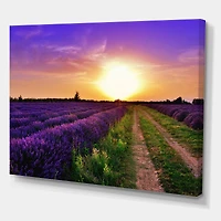Designart - Lavender Field At Dawn II