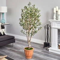 5ft. Olive Tree in Terracotta Planter