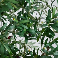 8ft. Artificial Grand Olive Tree in White Decorative Planter