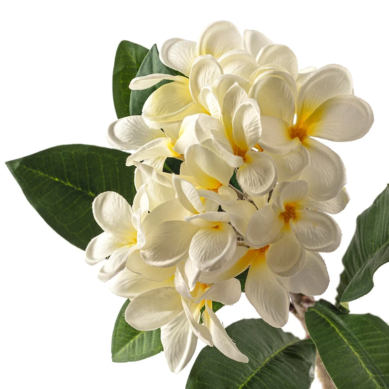 White Frangipani Stem by Ashland®