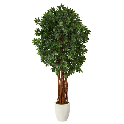 6ft. Lychee Tree in White Planter