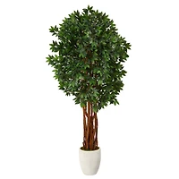 6ft. Lychee Tree in White Planter