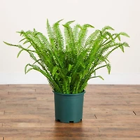 3ft. UV Resistant Artificial Boston Fern Plant with Real Touch Leaves (Indoor/Outdoor)