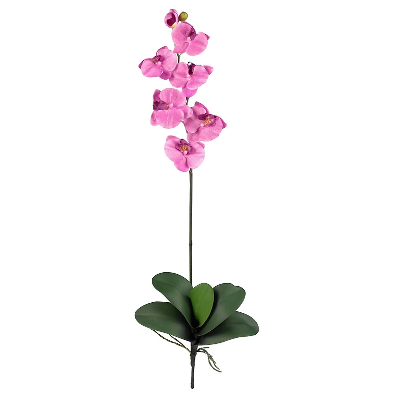Purple Moth Orchid Stem, 12ct.