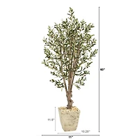 5ft. Olive Tree in Country White Planter