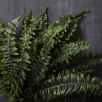 Boston Fern Bush Fern Collection by Ashland®