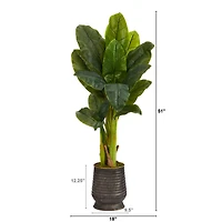 4ft. Triple Stalk Banana Tree in Ribbed Metal Planter