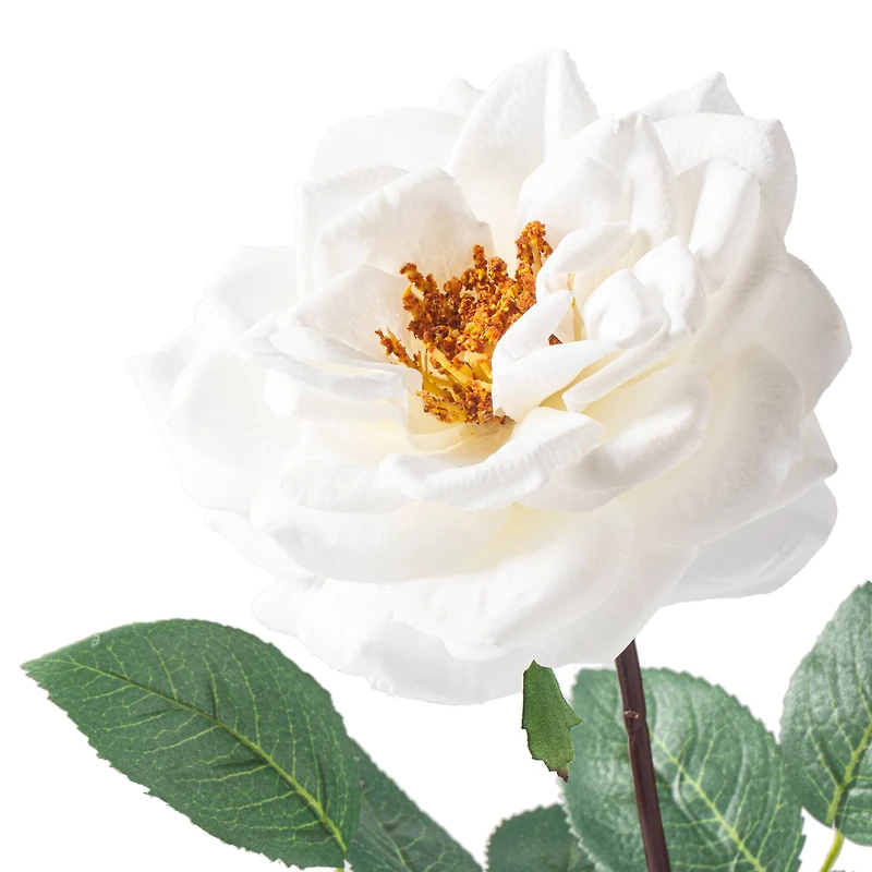 Orlane Rose Stem by Ashland®