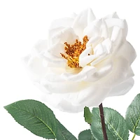 Orlane Rose Stem by Ashland®