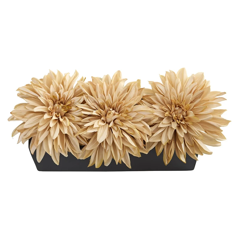 6" Cream Dahlia Arrangement in Black Planter