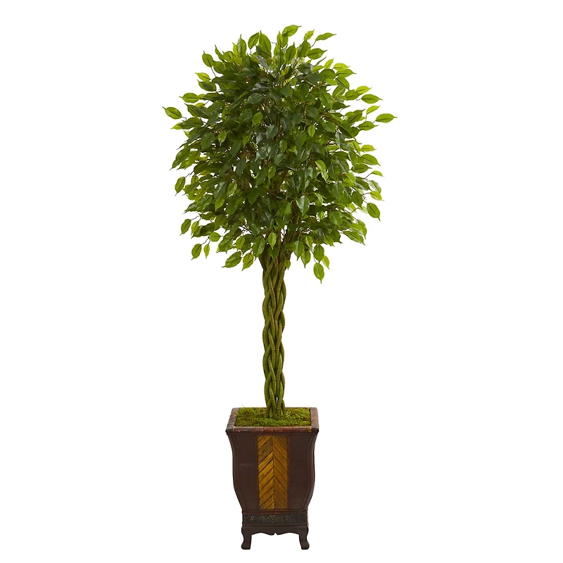 6ft. Braided Ficus Tree in Decorative Planter