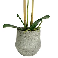14" Purple Orchid Plant in Gray Stone Pot