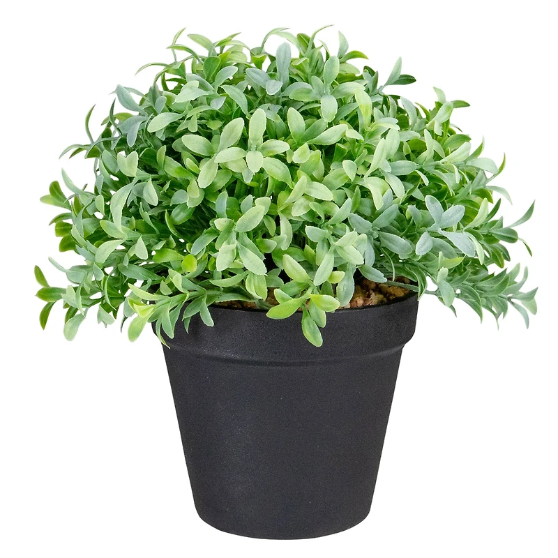 7.5" Potted Green Boxwood Plant